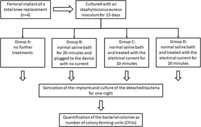 The treatment of bacterial biofilms cultivated on knee arthroplasty implants using the bioelectric effect